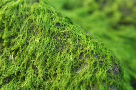 Rocky Algae stock photo. Image of sand, chlorophyta, green - 8737764