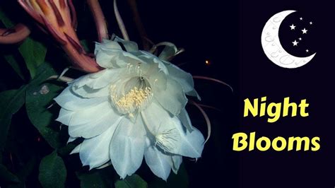 Night Blooming Flowers To Help You Create A Magical Moon Garden