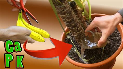 Easy And Free Fertilizer For Any Plants Banana Peel Fertilize Youtube