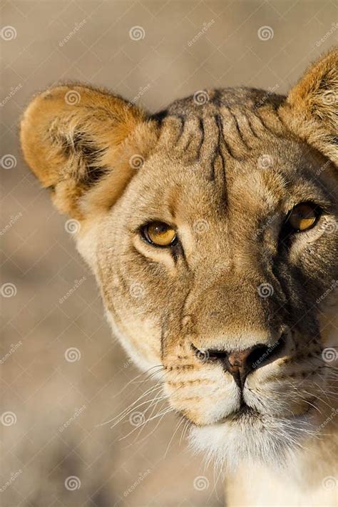 Lioness Close Up Stock Photo Image Of Daytime Outdoors 26536974