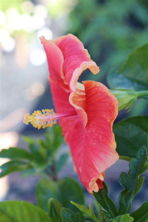 Florez Nursery Hibiscus Rosa Sinensis Nicole Louise