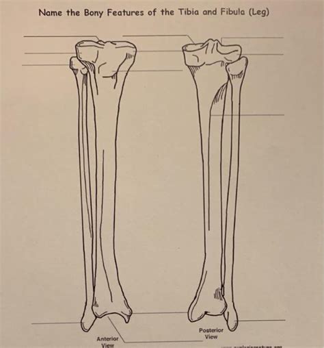 Solved Name The Bony Features Of The Tibia And Fibula Leg Chegg