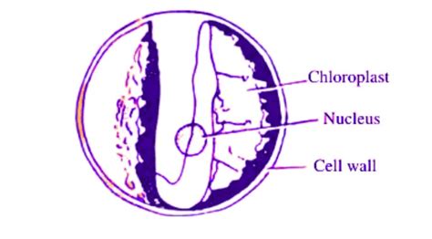 Thallus Organisation in Algae with diagrams » BIOLOGY TEACH