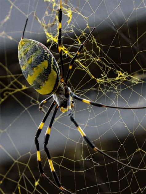 Giant Flying Joro Spiders Set To Invade New York Eagles Journal