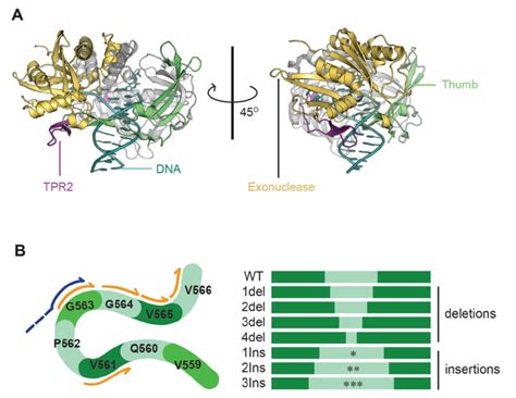 Structure Of The Closed Ternary Complex Of Phi29 Dna Polymerase And