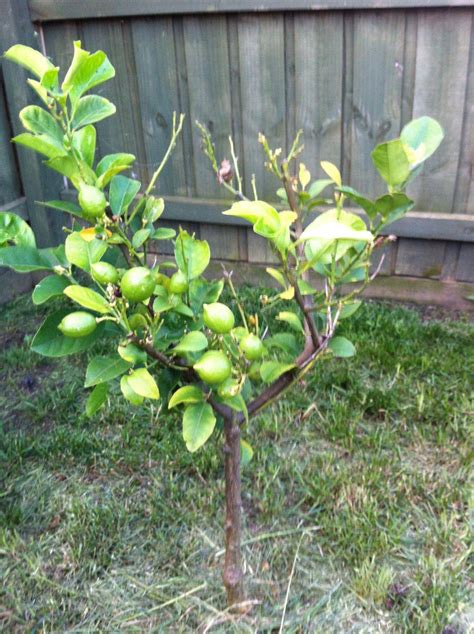 diagnosis - Why isn't my lemon tree growing? - Gardening & Landscaping ...