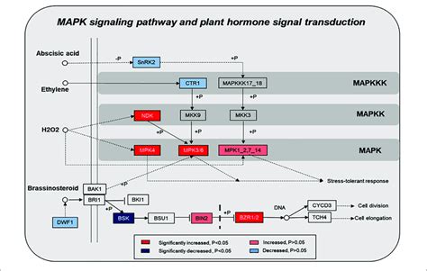 | Changes of proteins in plant hormone signal transduction and MAPK ... 