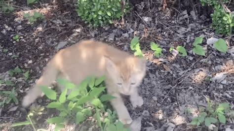 【衝撃】炎天下の公園で鳴いていた子猫を発見→保護して1時間後の様子が話題に Appbank