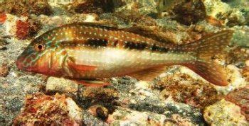 Goatfish | Spearfishing NZ | Ocean Hunter