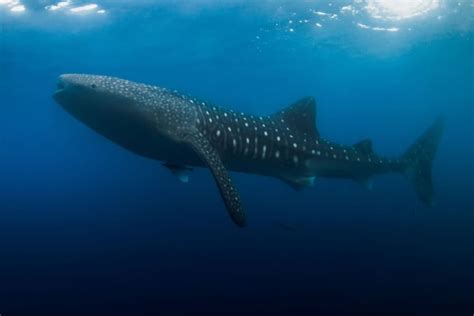 Whale Shark vs Blue Whale: Giants Compared – Ocean Action Hub