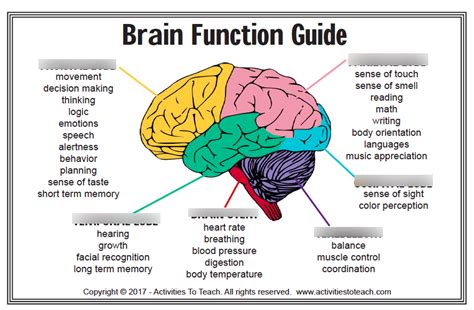 Human Brain Anatomy And Function Cerebrum Brainstem Off