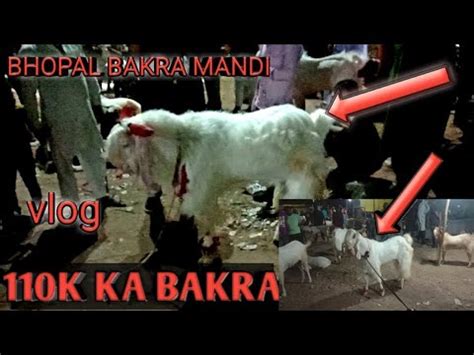 Bhopal Talkies Bakra Mandi Mai Mila K Ka Bakra Jun