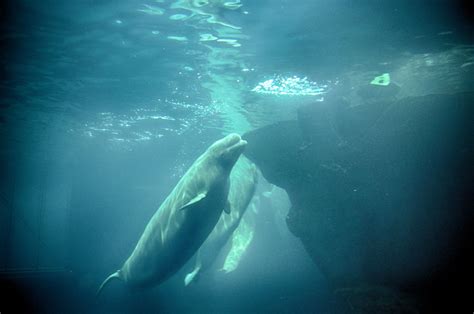 Beluga Whale Shedd Aquarium Chicago Sanjoy Basu Flickr