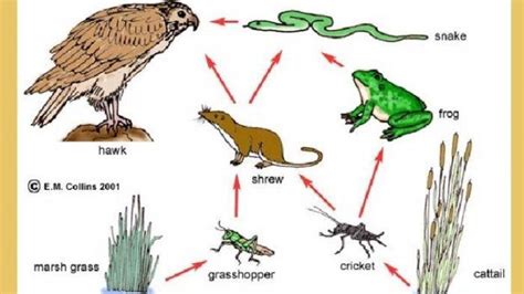 Apa Fungsi Jaring Jaring Makanan Di Dalam Sebuah Ekosistem