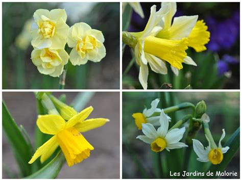 Fleur A Bulbe Jaune Agencement De Jardin Aux Meilleurs Prix