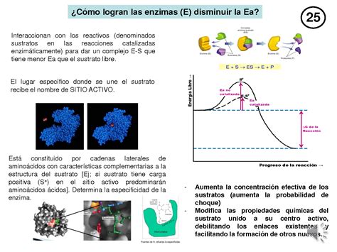 Solution Tp Presentaci N Cin Tica Enzim Tica Studypool