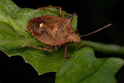 Chinche apestosa adulta del género euschistus Foto Premium