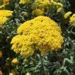 Características y cuidados de la Milenrama o Achillea millefolium