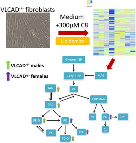 Sex‐specific Perturbation Of Complex Lipids In Response To Medium‐chain