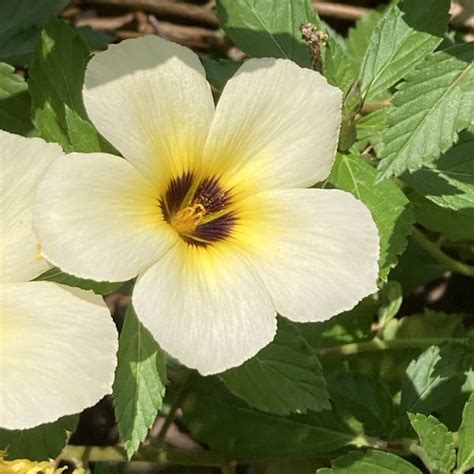 Turnera Subulata White Buttercup Green Cover Initiative