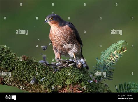 Sparrowhawk feathers hi-res stock photography and images - Alamy