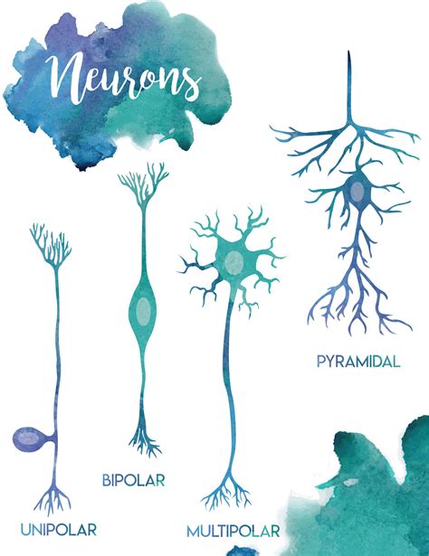 The Art Of Medicine Neurons Unipolar Anabell Who