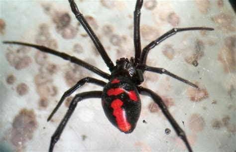 Inlasa Elabora Un Antídoto Para La Picadura De La Araña Viuda Negra