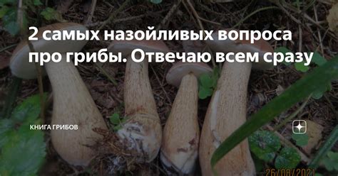 2 самых назойливых вопроса про грибы. Отвечаю всем сразу | Книга Грибов ...