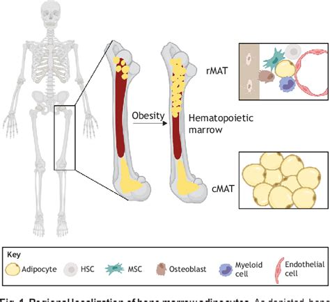 Figure 1 From Bone Marrow Adipose Cells Cellular Interactions And