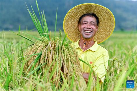 Pic Story Major Producer Of Hybrid Rice Seeds In Cengong County Sw China Xinhua