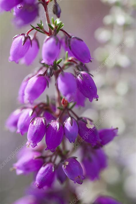 Close Up Of Flowering Bell Heather Erica Cinerea Stock Image C041