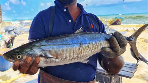 Seer Fish Slicing Skills Mackerel Fish Slicing Mr Sampath Youtube