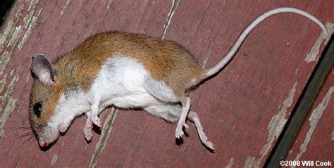 White-footed Mouse (Peromyscus leucopus)