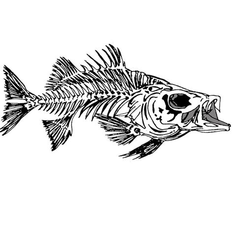 Striped Bass Skeleton Sticker Rectangle Cafepress