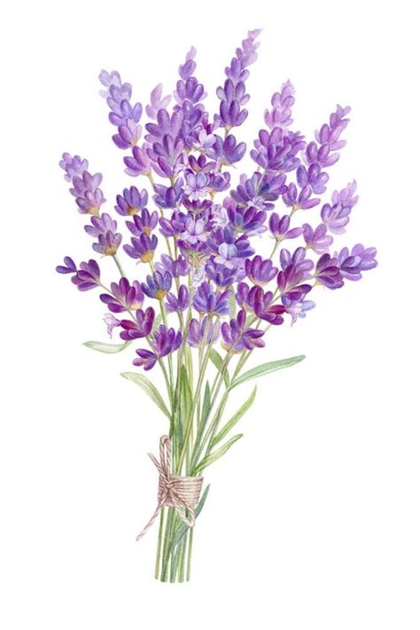 17 Beautiful Lavender Drawing Ideas Beautiful Dawn Designs In 2023