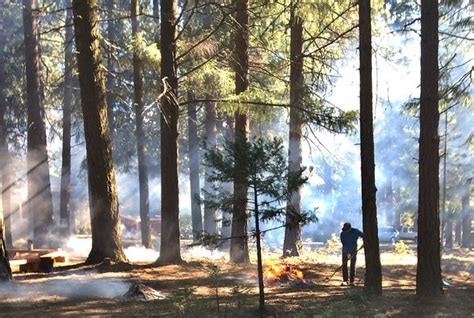 Number Of Trees That Die Years After Wildfire Likely Bigger Than