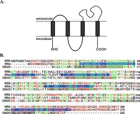 Figure 1 1 From Das Glykoprotein M6a Beeinflusst Endozytose Und