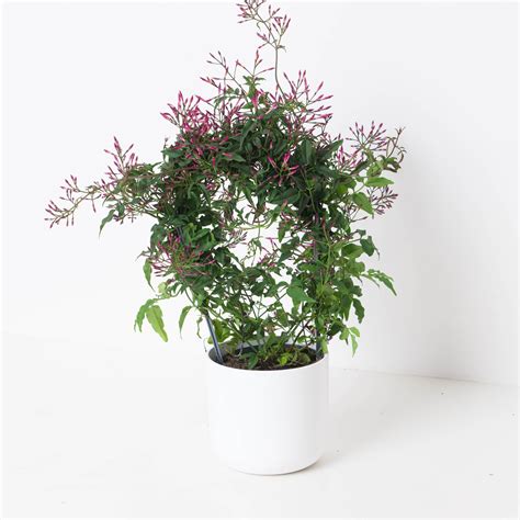 Jasmine Plant | Jasminium polyanthum | Indoor Plants and Accessories