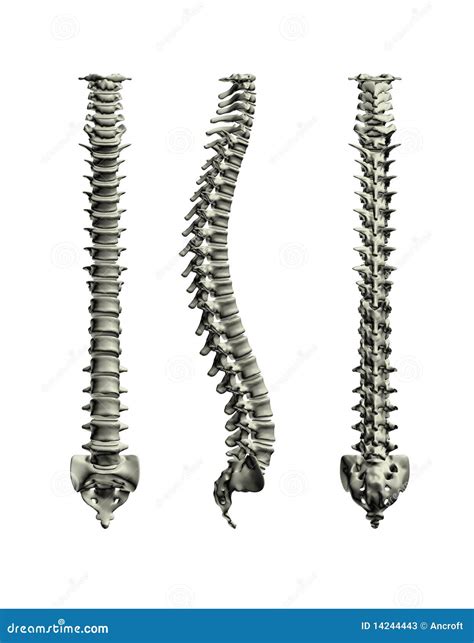 Human Spine stock illustration. Image of computer, chiro - 14244443