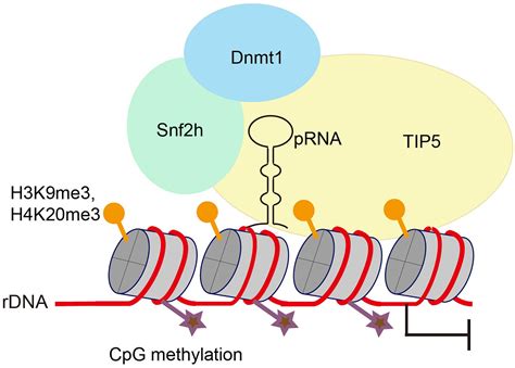 Frontiers The Functions Of Non Coding Rnas In Rrna Regulation