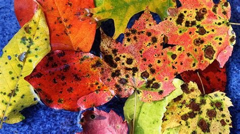 HD wallpaper: nature, maple, autumn, leaves, leaf, fall, season ...