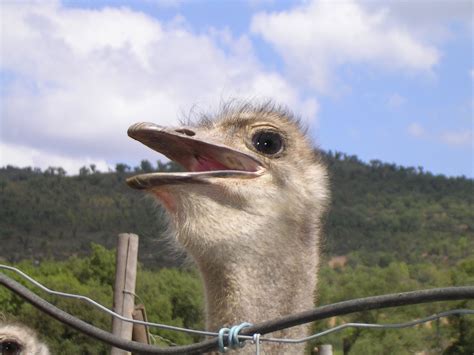 Ostrich Face 1 Free Photo Download | FreeImages