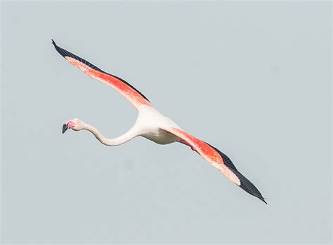 ADW: Phoenicopterus roseus: INFORMATION