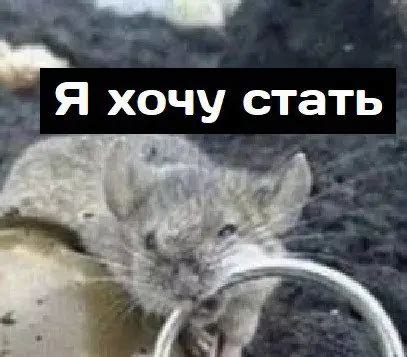 Летучие мыши | Пикабу