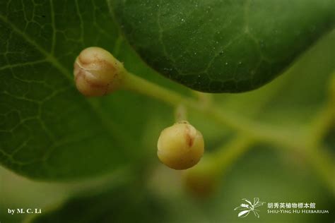 Plant Portfolios Shiu Ying Hu Herbarium Collections