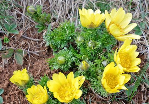 フクジュソウ（福寿草）の育て方と植物の特徴をわかりやすく解説