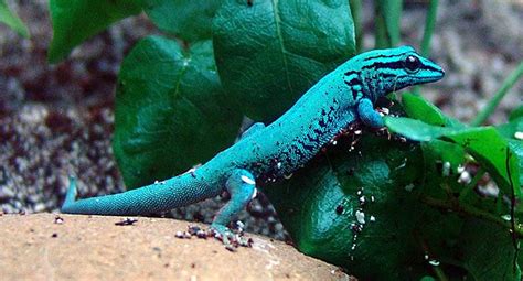 Williams Dwarf Gecko The Electric Blue Day Gecko Cute Reptiles