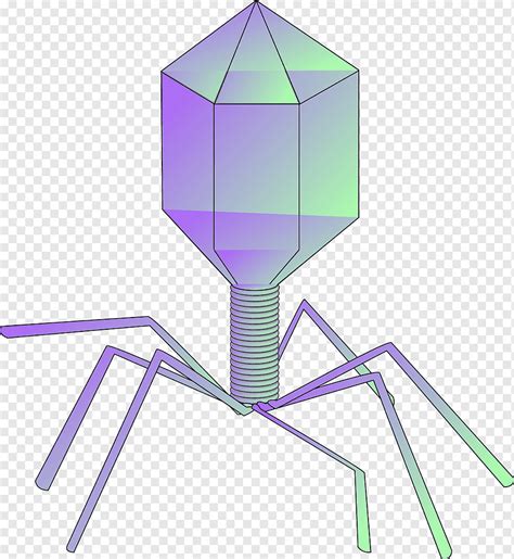 Bacteriophage Virus Phage Medicine Eukaryote Biology Cell