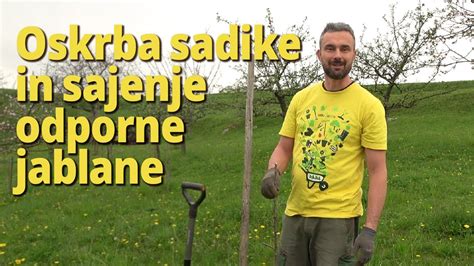 Oskrba Sadike Pred Spomladanskim Sajenjem In Sajenje Odporne Jablane