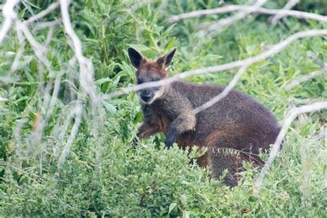 Jak3603 Wallaby Hiding Behind A Branch Jack Silver Flickr